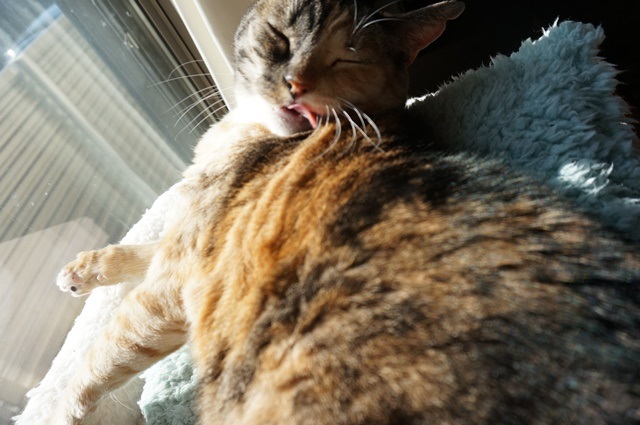 f:id:hiraryo0201:20171224134929j:plain f:id:hiraryo0201:20171224134929j:plain