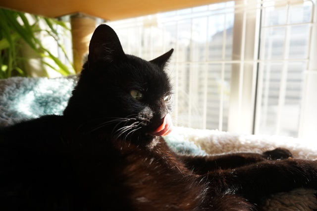 f:id:hiraryo0201:20171224134955j:plain f:id:hiraryo0201:20171224134955j:plain