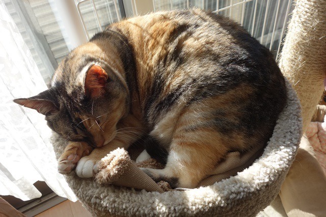 f:id:hiraryo0201:20171224135739j:plain