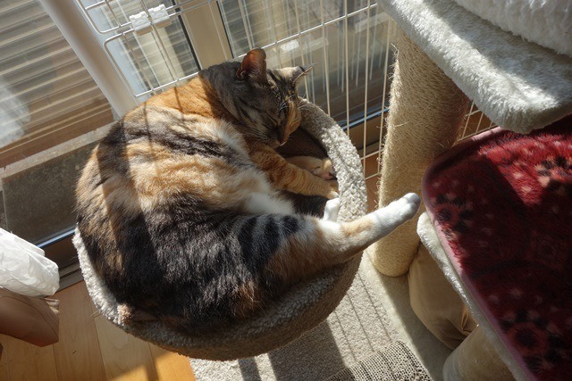 f:id:hiraryo0201:20171224135750j:plain