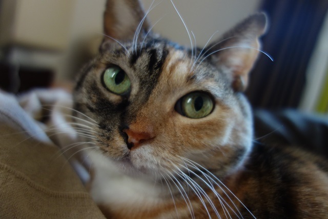 f:id:hiraryo0201:20171224135837j:plain