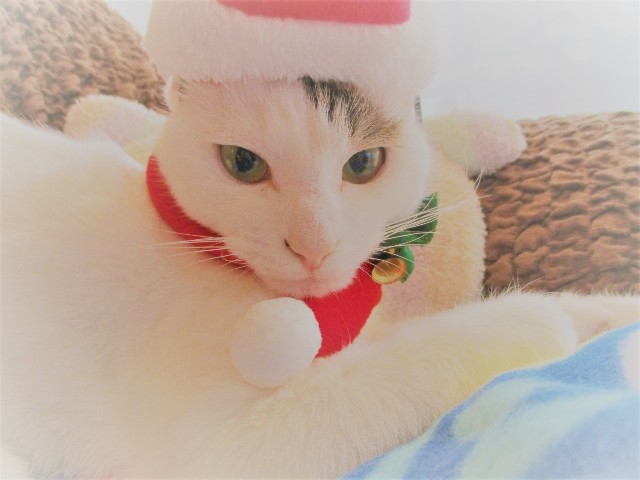 f:id:hiraryo0201:20171227073827j:image f:id:hiraryo0201:20171227073827j:image