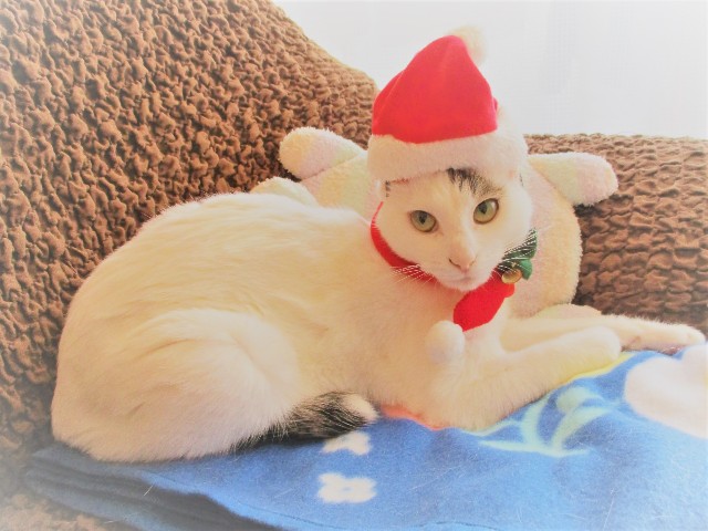 f:id:hiraryo0201:20171227074545j:image f:id:hiraryo0201:20171227074545j:image