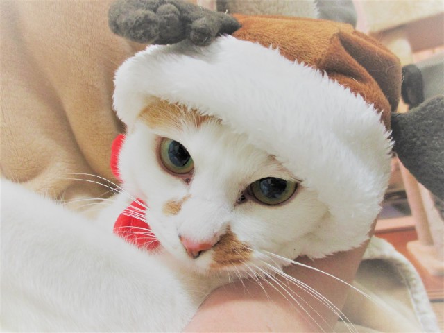 f:id:hiraryo0201:20171227074605j:image f:id:hiraryo0201:20171227074605j:image