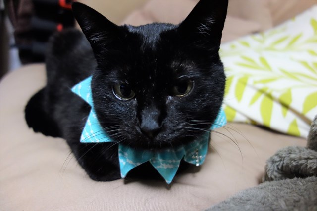 f:id:hiraryo0201:20171229120413j:plain f:id:hiraryo0201:20171229120413j:plain