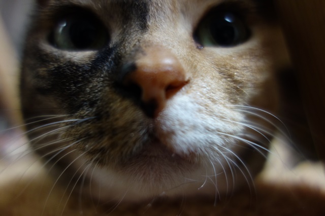 f:id:hiraryo0201:20171229121130j:plain f:id:hiraryo0201:20171229121130j:plain