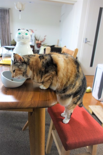 f:id:hiraryo0201:20171229121532j:plain f:id:hiraryo0201:20171229121532j:plain