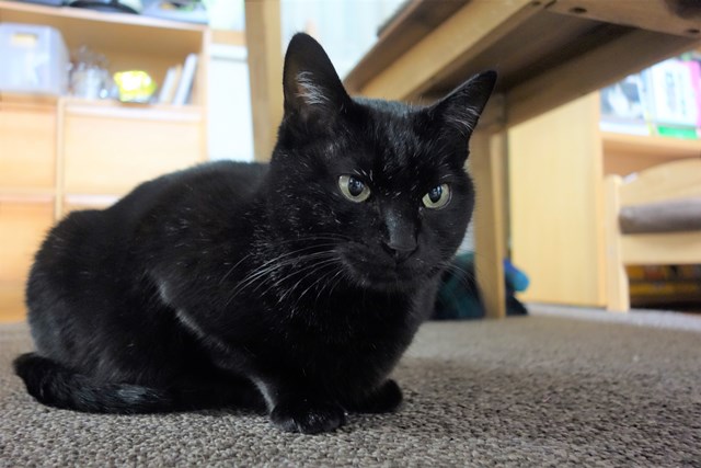 f:id:hiraryo0201:20171229121848j:plain f:id:hiraryo0201:20171229121848j:plain