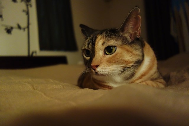 f:id:hiraryo0201:20171229122044j:plain f:id:hiraryo0201:20171229122044j:plain