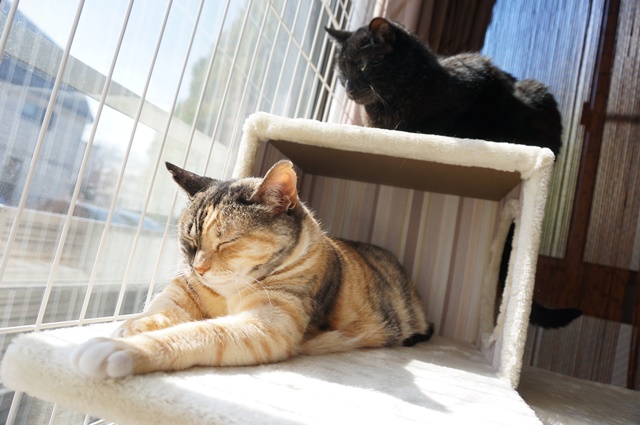 f:id:hiraryo0201:20171229122442j:plain f:id:hiraryo0201:20171229122442j:plain