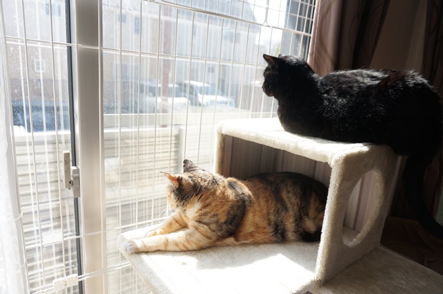 f:id:hiraryo0201:20171229122451j:plain f:id:hiraryo0201:20171229122451j:plain