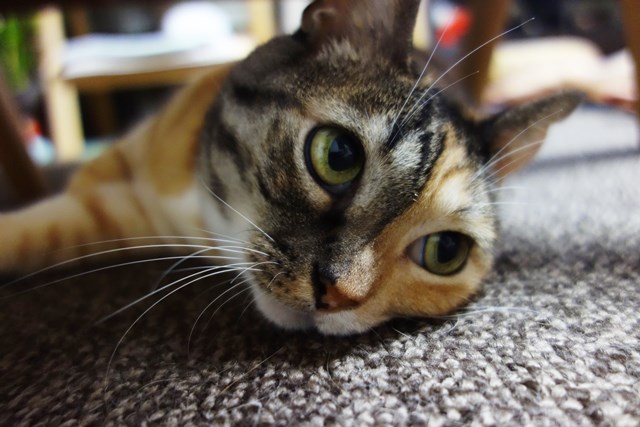 f:id:hiraryo0201:20171229122834j:plain f:id:hiraryo0201:20171229122834j:plain