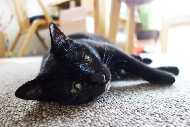 f:id:hiraryo0201:20171229124150j:plain f:id:hiraryo0201:20171229124150j:plain