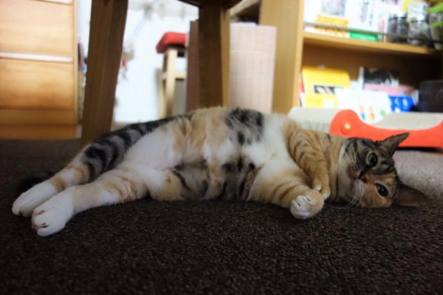 f:id:hiraryo0201:20171229124359j:plain f:id:hiraryo0201:20171229124359j:plain