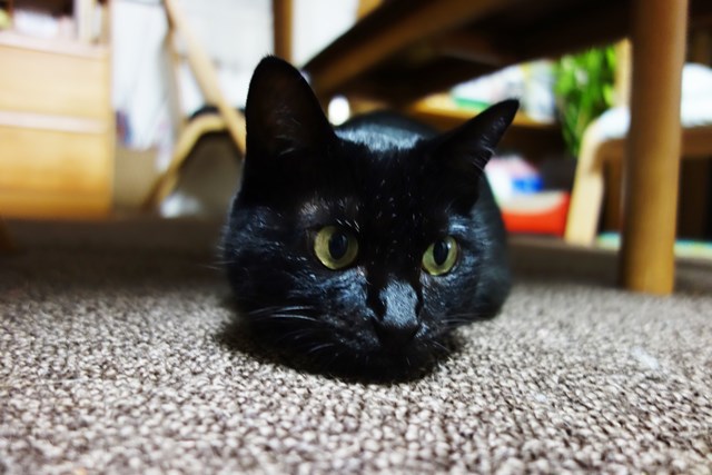 f:id:hiraryo0201:20171229124456j:plain f:id:hiraryo0201:20171229124456j:plain