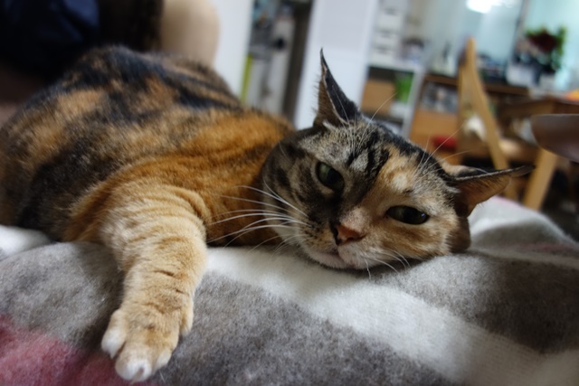 f:id:hiraryo0201:20171229124600j:plain f:id:hiraryo0201:20171229124600j:plain