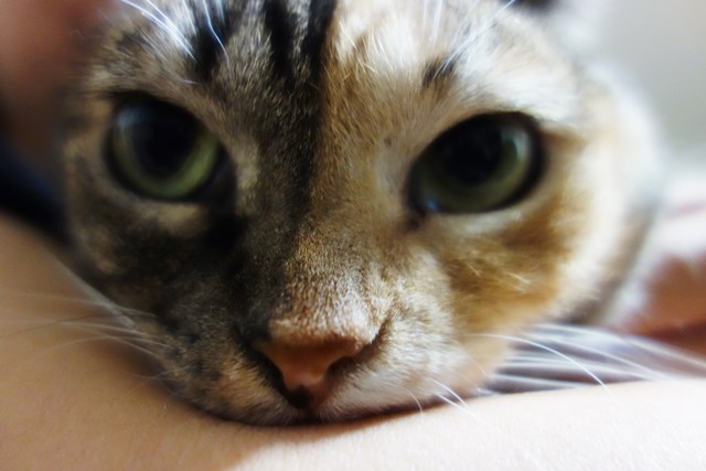 f:id:hiraryo0201:20171229124753j:plain f:id:hiraryo0201:20171229124753j:plain