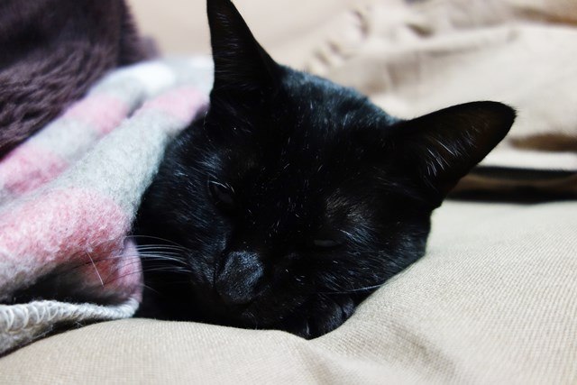 f:id:hiraryo0201:20171229125152j:plain f:id:hiraryo0201:20171229125152j:plain