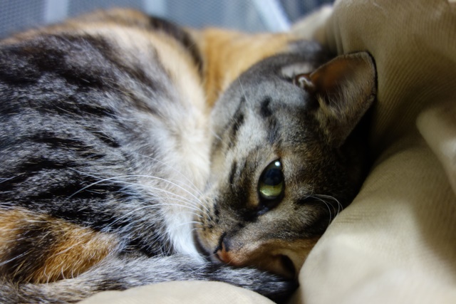 f:id:hiraryo0201:20171229125542j:plain f:id:hiraryo0201:20171229125542j:plain