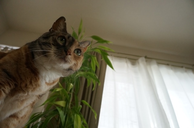 f:id:hiraryo0201:20171229125907j:plain f:id:hiraryo0201:20171229125907j:plain