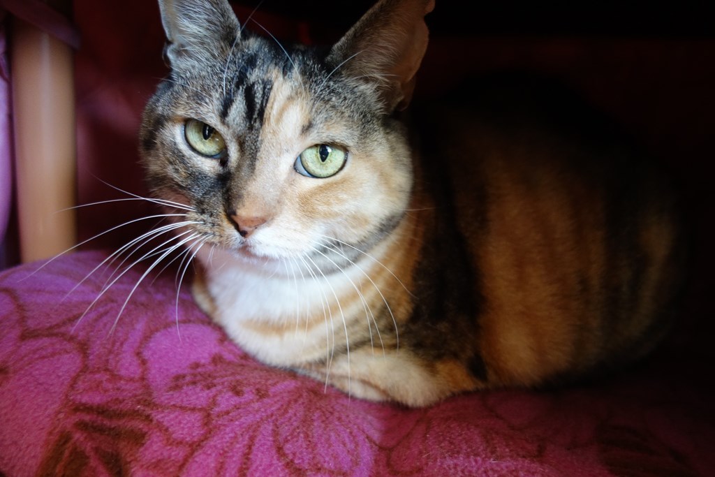 f:id:hiraryo0201:20180102160632j:plain f:id:hiraryo0201:20180102160632j:plain