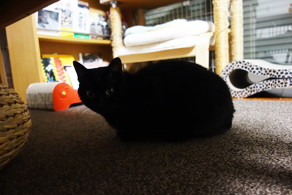 f:id:hiraryo0201:20180102161539j:plain f:id:hiraryo0201:20180102161539j:plain