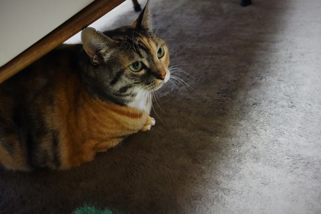 f:id:hiraryo0201:20180102161558j:plain f:id:hiraryo0201:20180102161558j:plain