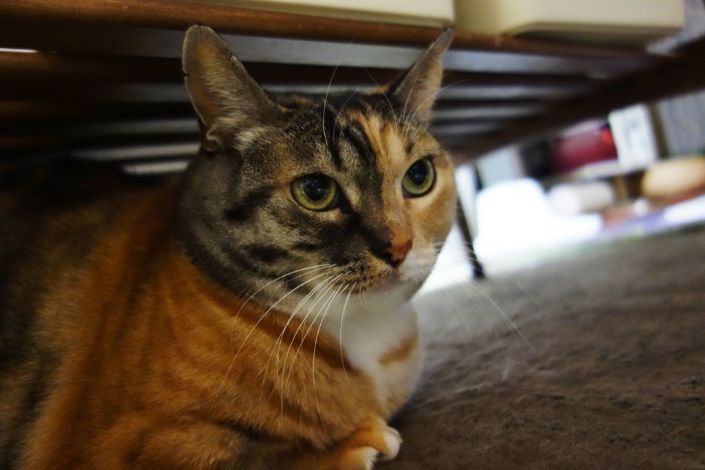 f:id:hiraryo0201:20180102161606j:plain f:id:hiraryo0201:20180102161606j:plain