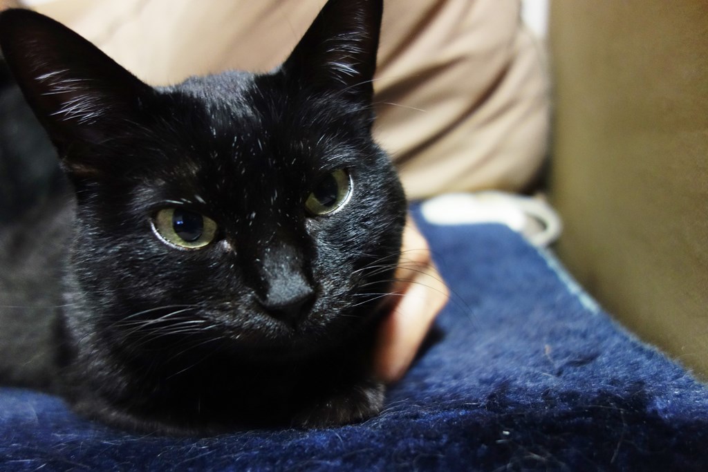 f:id:hiraryo0201:20180102161623j:plain f:id:hiraryo0201:20180102161623j:plain