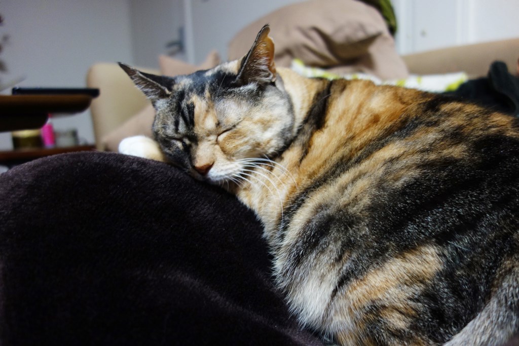 f:id:hiraryo0201:20180102161634j:plain f:id:hiraryo0201:20180102161634j:plain