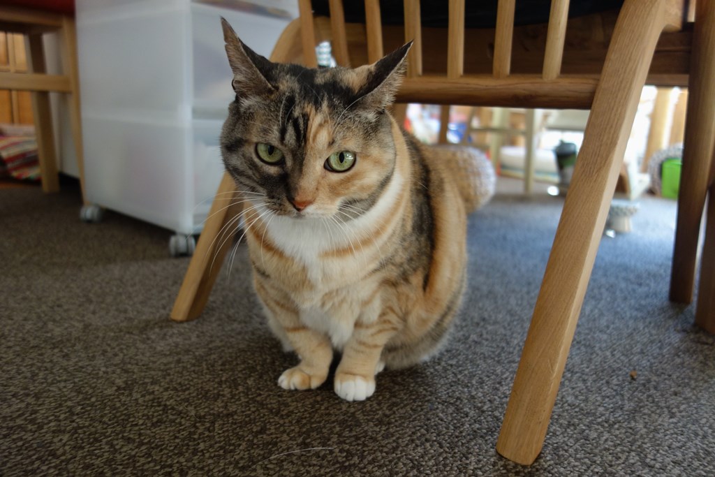 f:id:hiraryo0201:20180102161700j:plain f:id:hiraryo0201:20180102161700j:plain