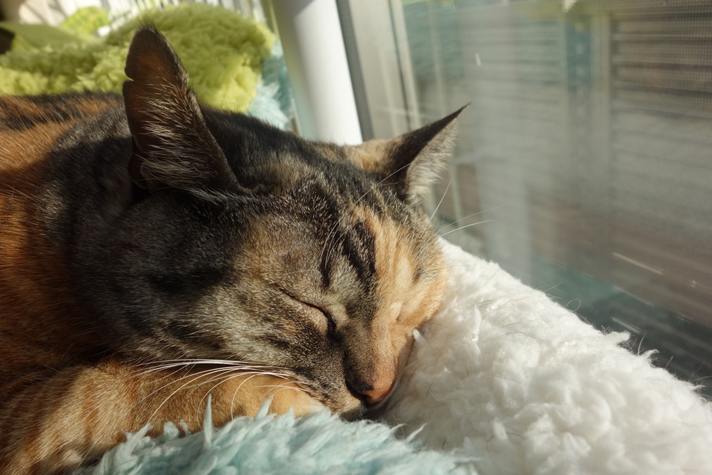 f:id:hiraryo0201:20180103084602j:plain f:id:hiraryo0201:20180103084602j:plain