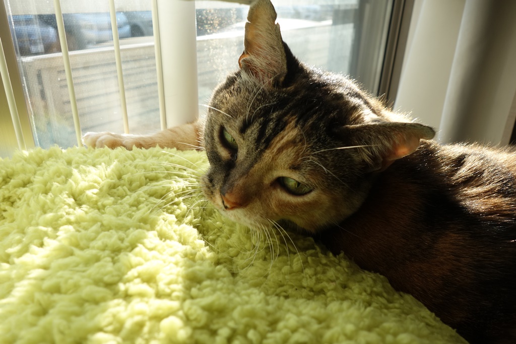 f:id:hiraryo0201:20180103084607j:plain f:id:hiraryo0201:20180103084607j:plain