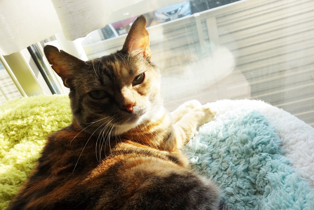 f:id:hiraryo0201:20180103084613j:plain f:id:hiraryo0201:20180103084613j:plain