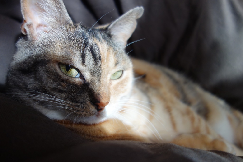 f:id:hiraryo0201:20180103093301j:plain