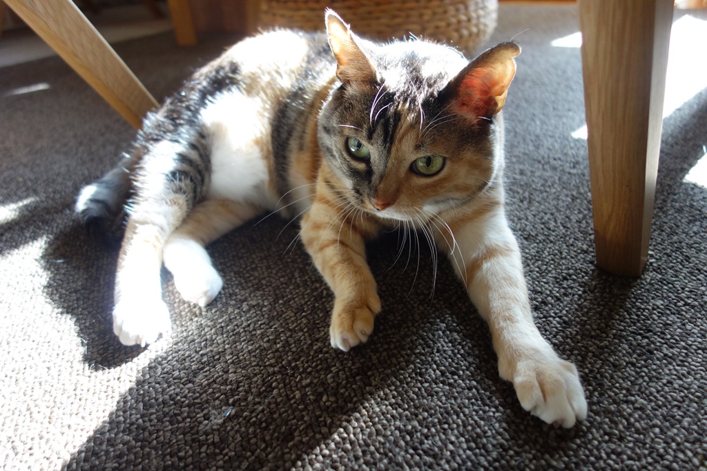 f:id:hiraryo0201:20180103093317j:plain