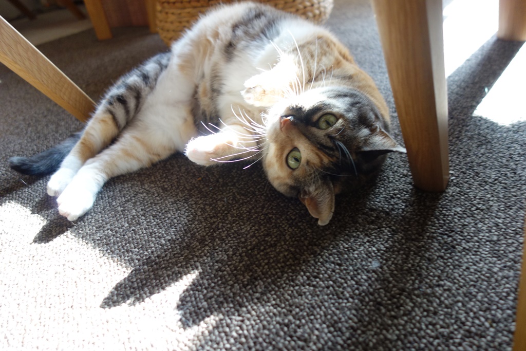 f:id:hiraryo0201:20180103093324j:plain