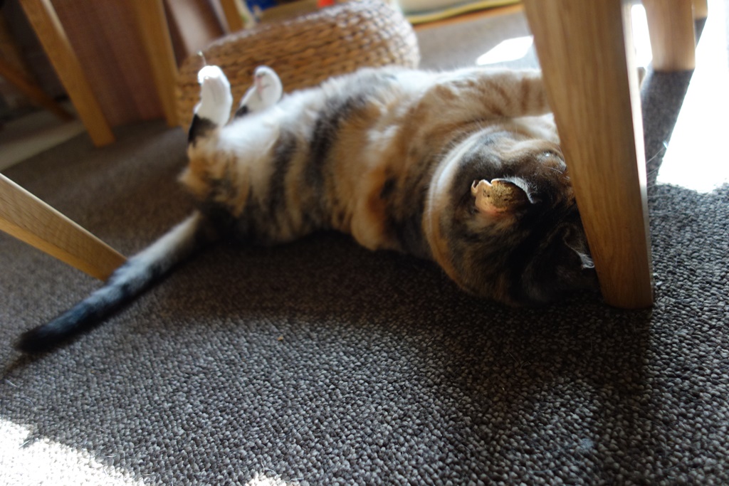 f:id:hiraryo0201:20180103093331j:plain