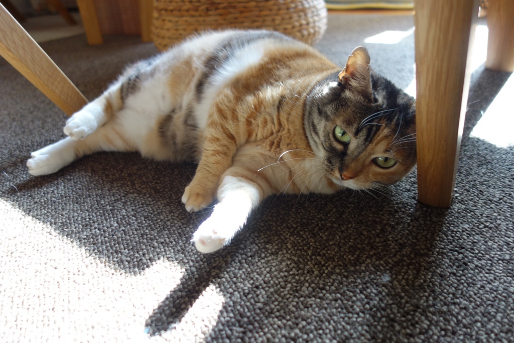 f:id:hiraryo0201:20180103093338j:plain