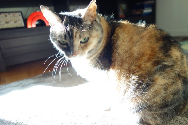 f:id:hiraryo0201:20180106092115j:plain