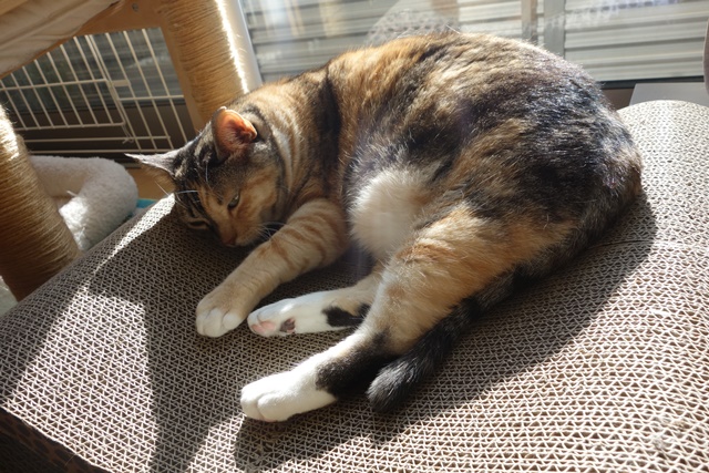 f:id:hiraryo0201:20180106093026j:plain