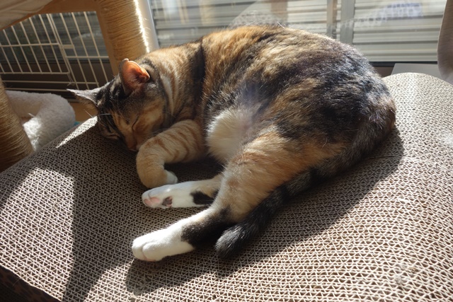 f:id:hiraryo0201:20180106093032j:plain