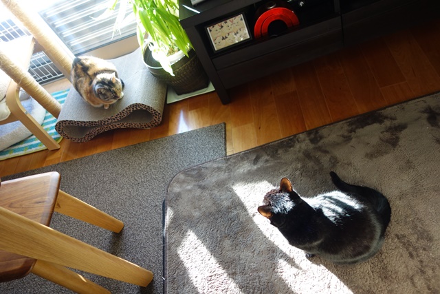 f:id:hiraryo0201:20180106093614j:plain