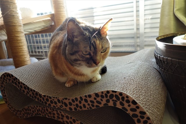 f:id:hiraryo0201:20180106093739j:plain