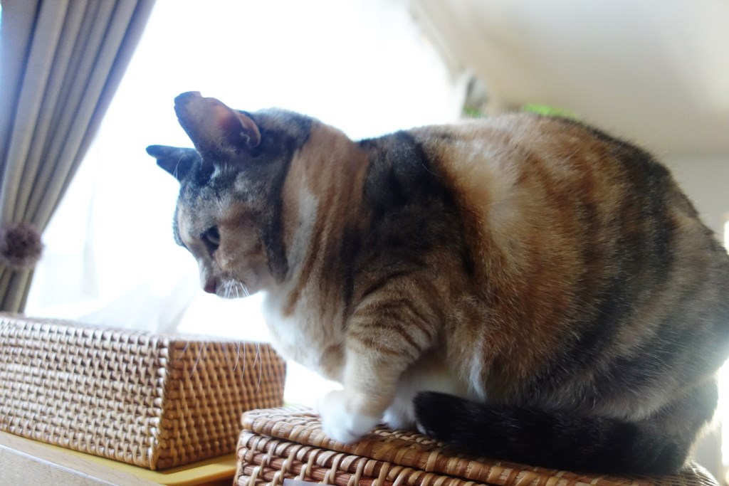 f:id:hiraryo0201:20180108093303j:plain f:id:hiraryo0201:20180108093303j:plain