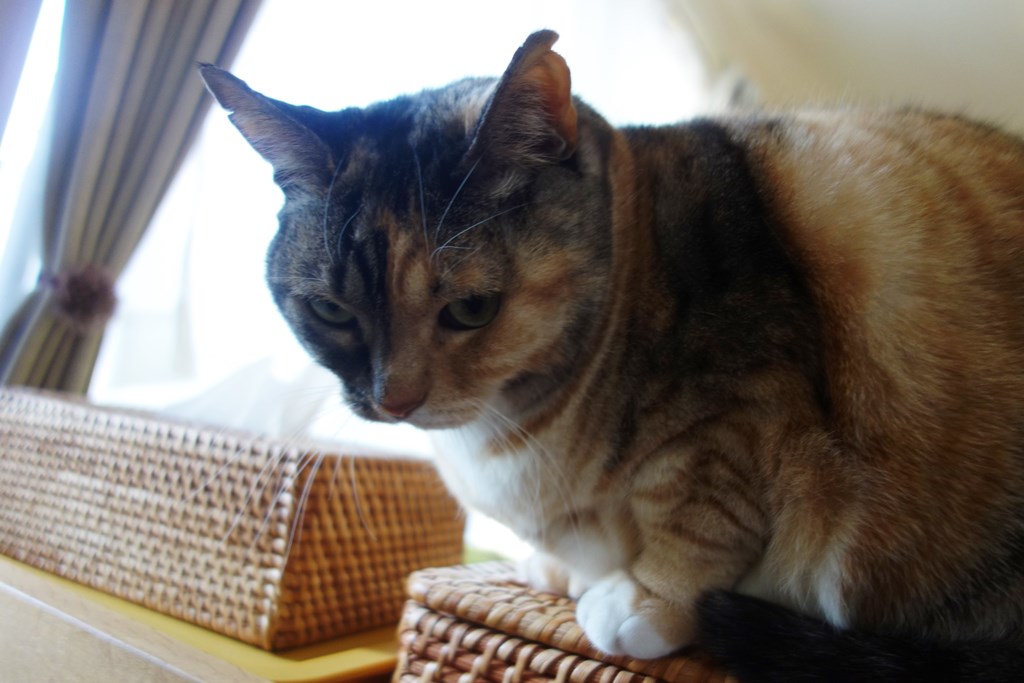 f:id:hiraryo0201:20180108093323j:plain f:id:hiraryo0201:20180108093323j:plain