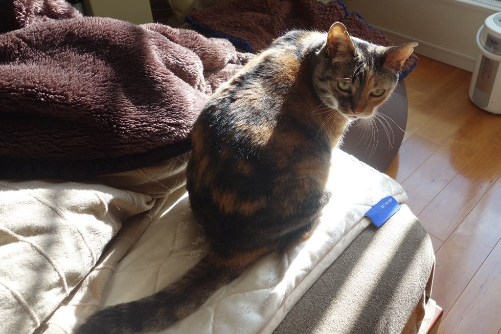 f:id:hiraryo0201:20180108094238j:plain f:id:hiraryo0201:20180108094238j:plain