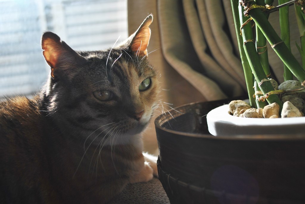 f:id:hiraryo0201:20180108094324j:plain f:id:hiraryo0201:20180108094324j:plain