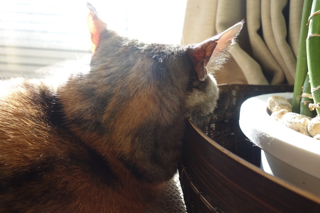 f:id:hiraryo0201:20180108094438j:plain f:id:hiraryo0201:20180108094438j:plain