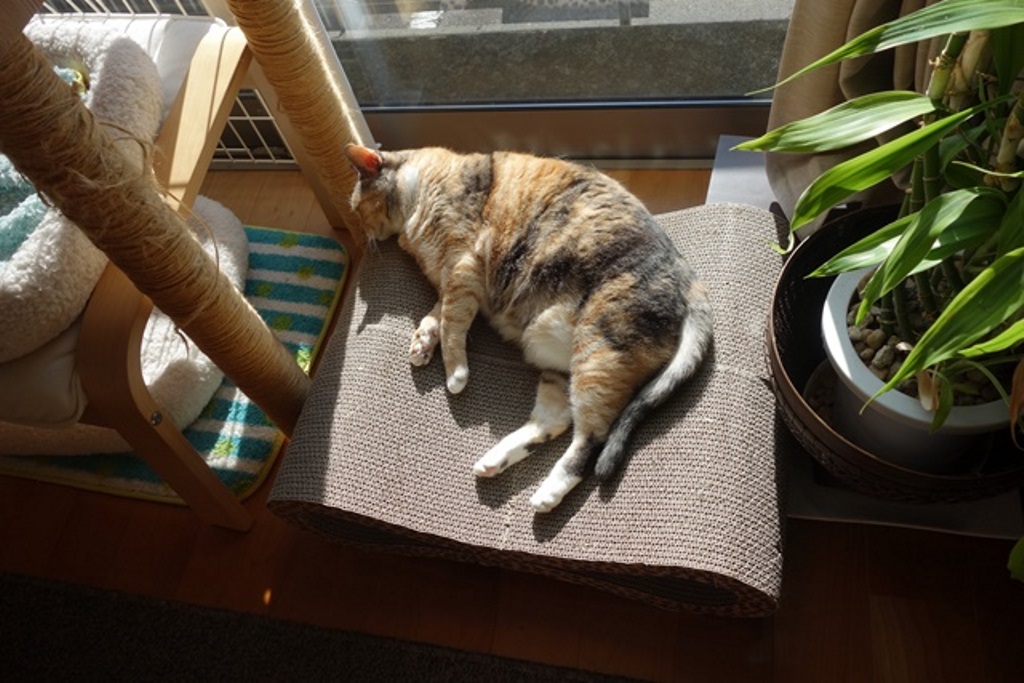 f:id:hiraryo0201:20180108094535j:plain f:id:hiraryo0201:20180108094535j:plain